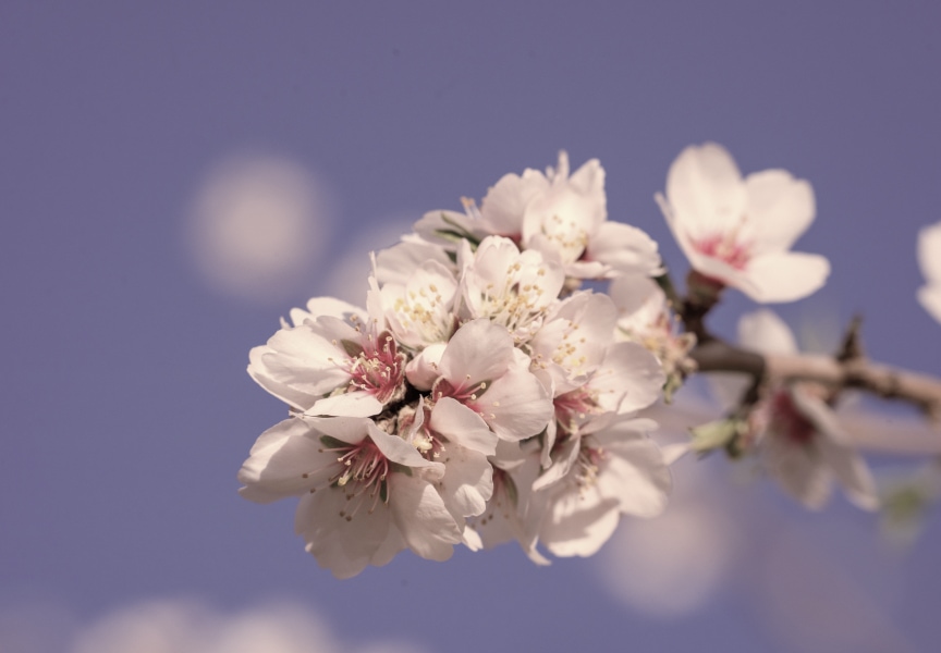 Closeup of the almond bloom in Shafter, California, showcasing the white and pink flowers on the tree.